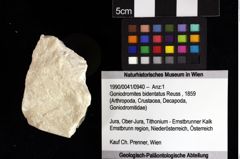 Foto (Objket + Etiketten) von Goniodromites bidentatus (Reuss, 1859) 